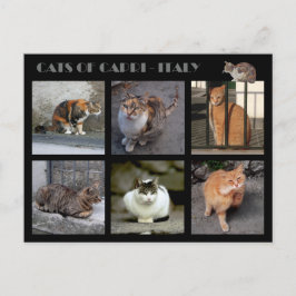 Postal Gatos de Capri - Italia
