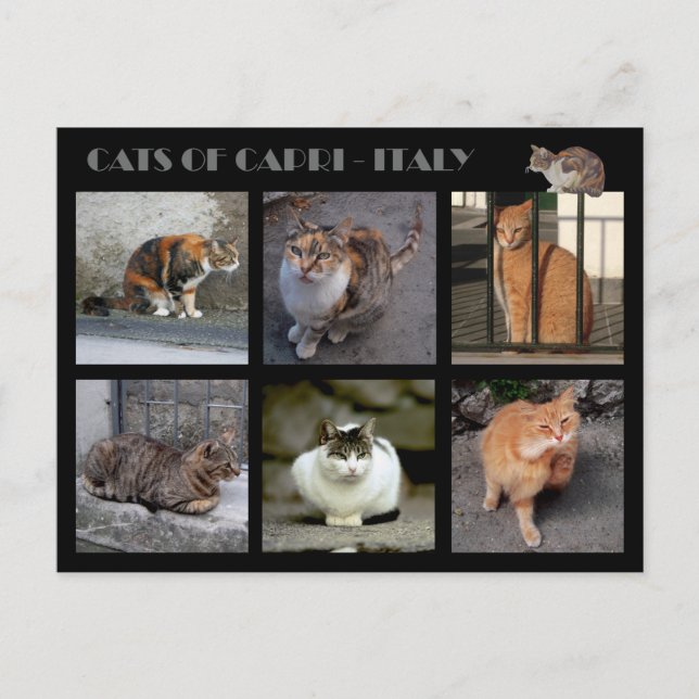 Postal Gatos de Capri - Italia (Anverso)