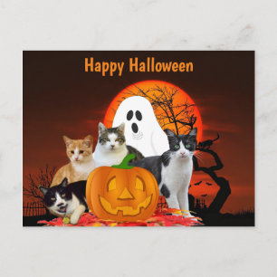 Postal Gatos de Halloween en cementerio con fantasma/aman