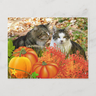 Postal Gatos de la temporada de otoño y calabazas