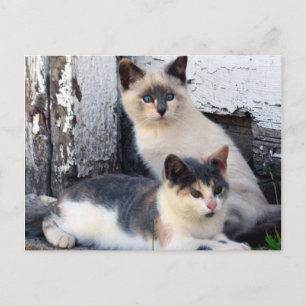 Postal Gatos del granero