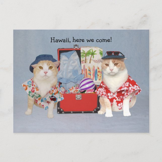 Postal Gatos divertidos en cruceros (Anverso)