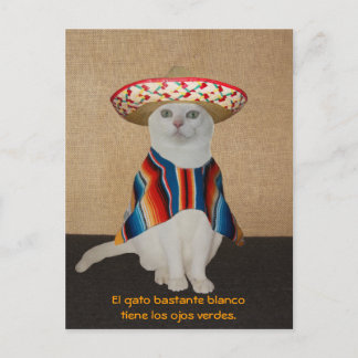 Postal Gatos divertidos en Sombreros para divertirse o en