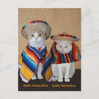 Postal Gatos divertidos en Sombreros para divertirse o en