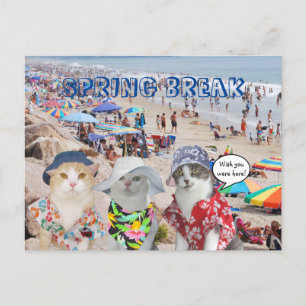 Postal Gatos divertidos en vacaciones de primavera
