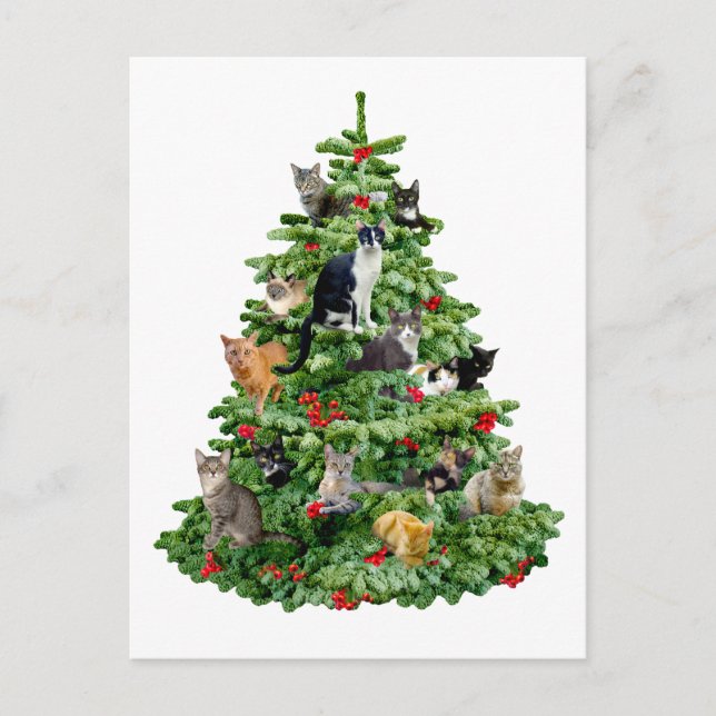 Postal Gatos en árbol (Anverso)