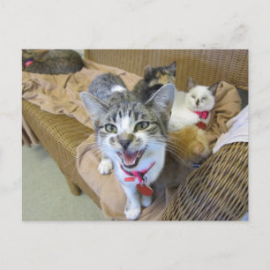 Postal Gatos en sofá