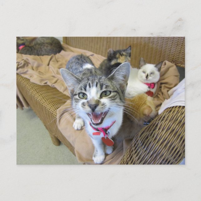 Postal Gatos en sofá (Anverso)