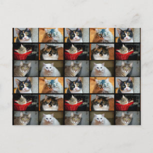 Postal Gatos Gatos Gatos