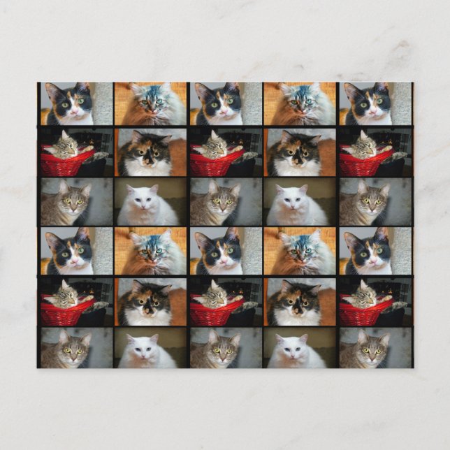 Postal Gatos Gatos Gatos (Anverso)