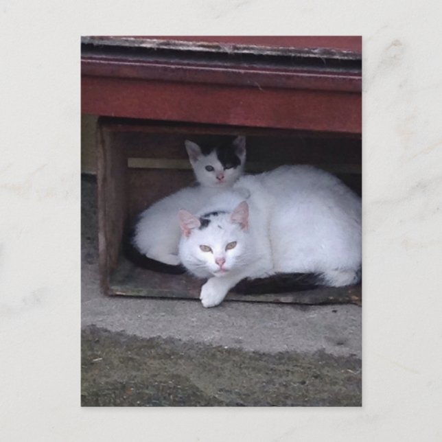 Postal Gatos Irlandeses Se Refugian En Un Día Lluvioso En (Anverso)