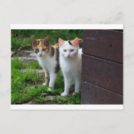 Postal Gatos jugando afuera