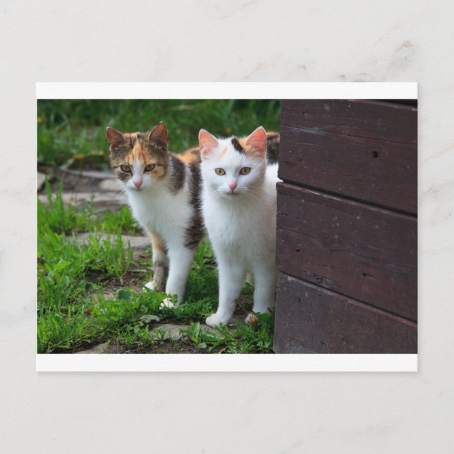 Postal Gatos jugando afuera (Anverso)