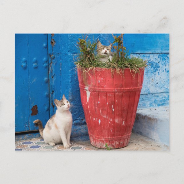 Postal Gatos jugando alrededor, Rabat, Marruecos (Anverso)
