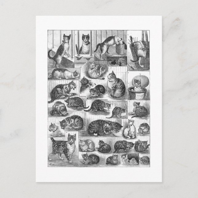 Postal Gatos, Louis Wain (Anverso)