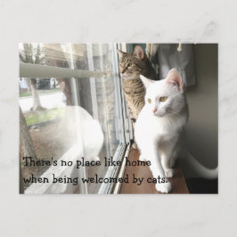 Postal Gatos sentados cerca de la ventana