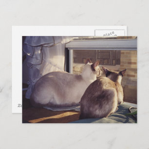 Postal Gatos siameses dos en la ventana (2)