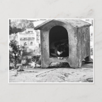 Postal Gatos vintage b/w
