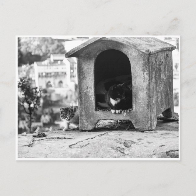 Postal Gatos vintage b/w (Anverso)
