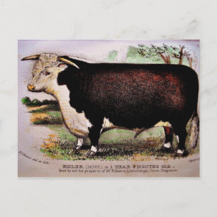 Postal Gauci Hereford Cattle Postcard