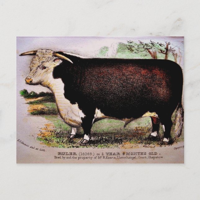 Postal Gauci Hereford Cattle Postcard (Anverso)