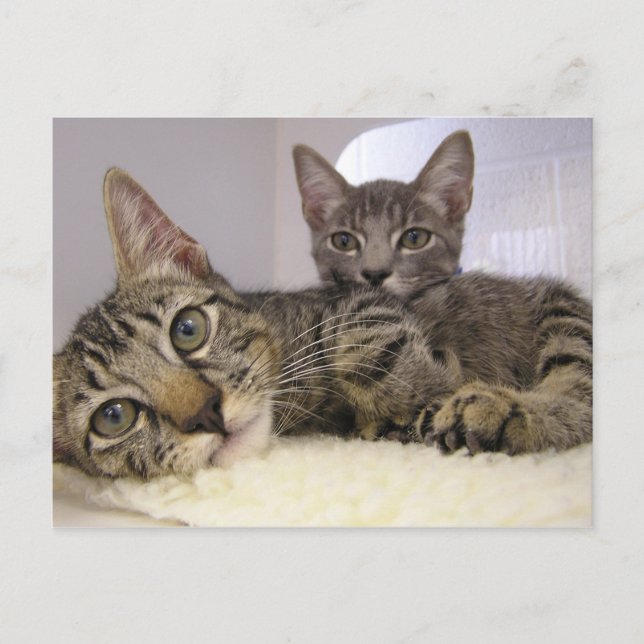 Postal Gaven y Grover (Anverso)