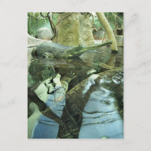 Postal Gavialis gangeticus en el estanque zoológico