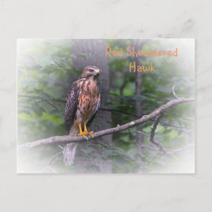 Postal Gavilán Hombro Rojo