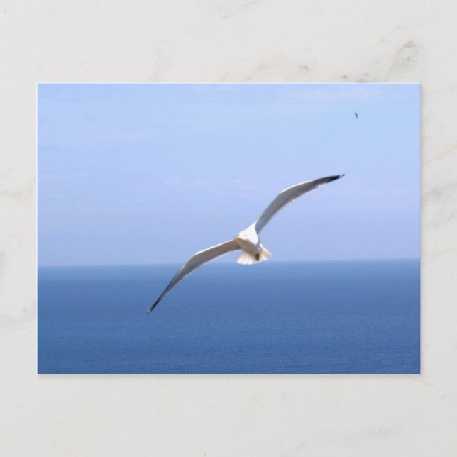 Postal Gaviota (Anverso)