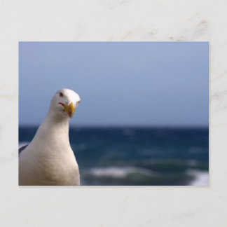 Postal Gaviota