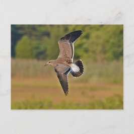 Postal Gaviota