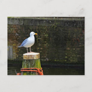 Postal Gaviota
