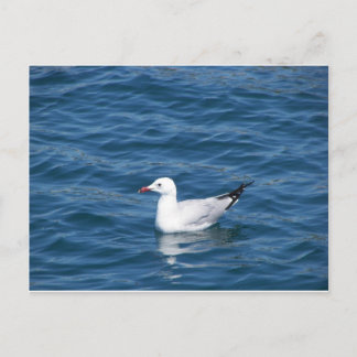 Postal Gaviota