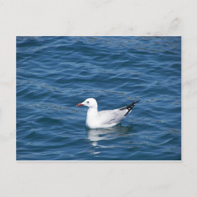 Postal Gaviota (Anverso)