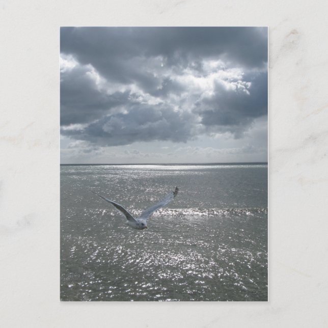 Postal Gaviota (Anverso)