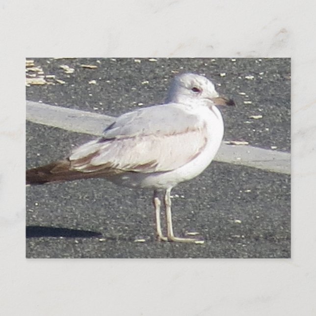 Postal Gaviota (Anverso)