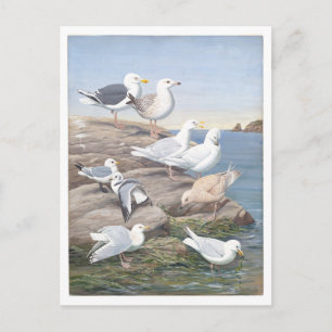 Postal Gaviota antigua