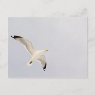 Postal Gaviota ardiente