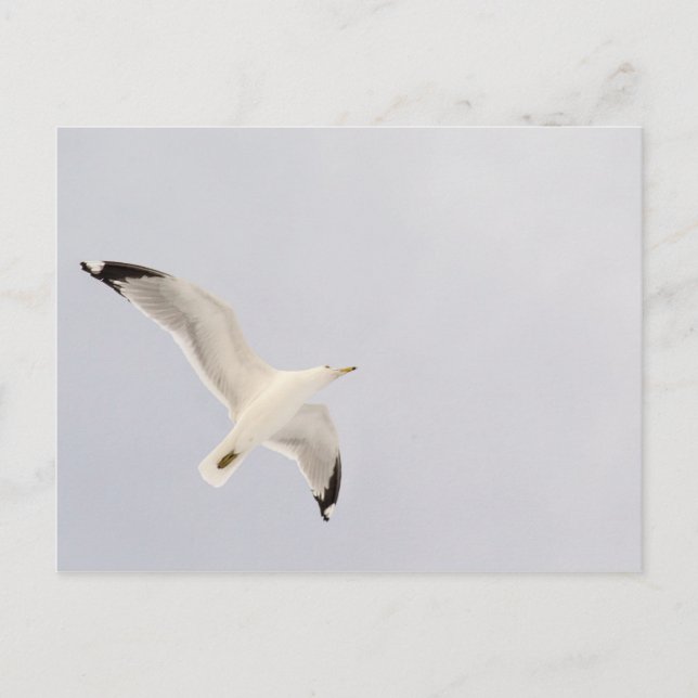 Postal Gaviota ardiente (Anverso)
