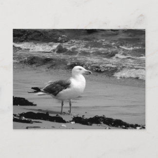 Postal Gaviota (blanco y negro)