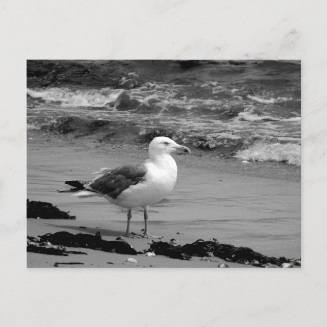 Postal Gaviota (blanco y negro) (Anverso)