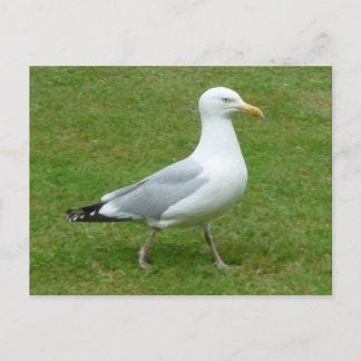 Postal Gaviota caminando por el parque