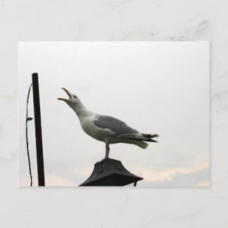 Postal Gaviota cantante de CT