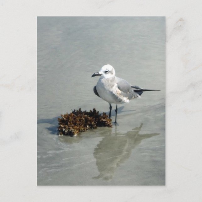 Postal Gaviota con algas marinas (Anverso)