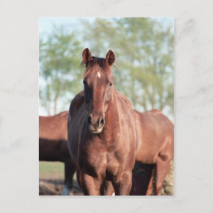 Postal Gaviota de ANB Gottalil