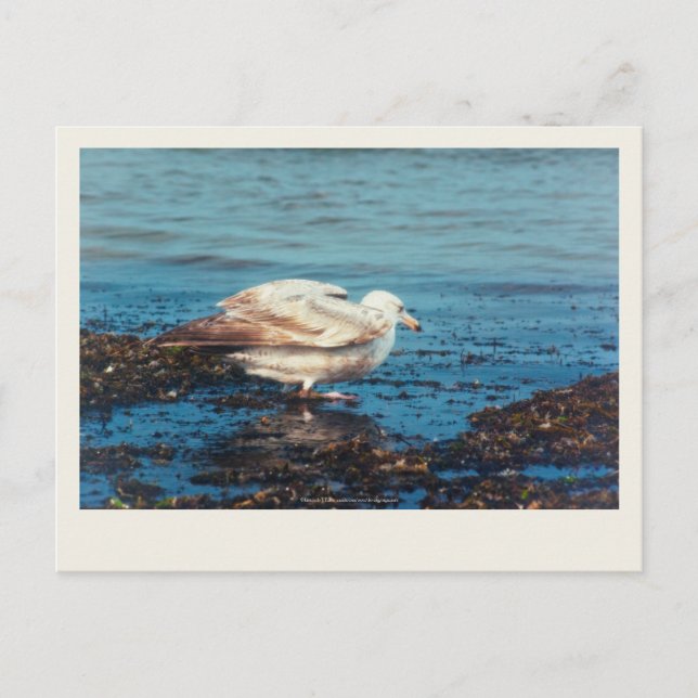 Postal Gaviota de arenque P1046 (Anverso)