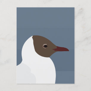 Postal Gaviota De Aves De Gaviota