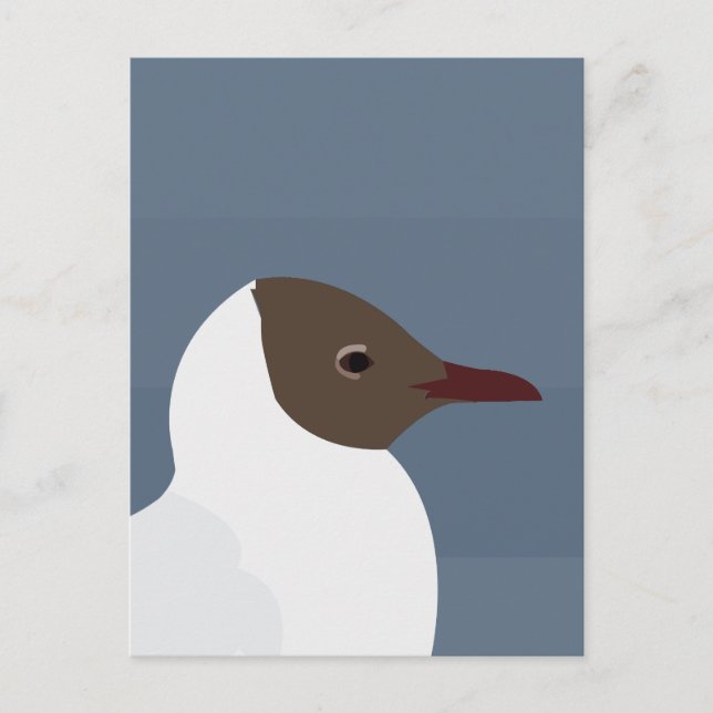 Postal Gaviota De Aves De Gaviota (Anverso)