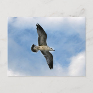 Postal Gaviota de Florida volando contra el cielo azul