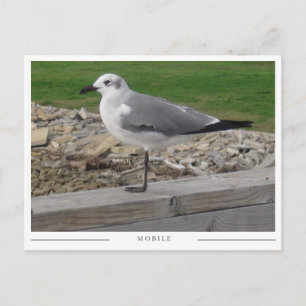 Postal Gaviota de Mobile Alabama